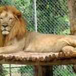 tehran-zoo-2
